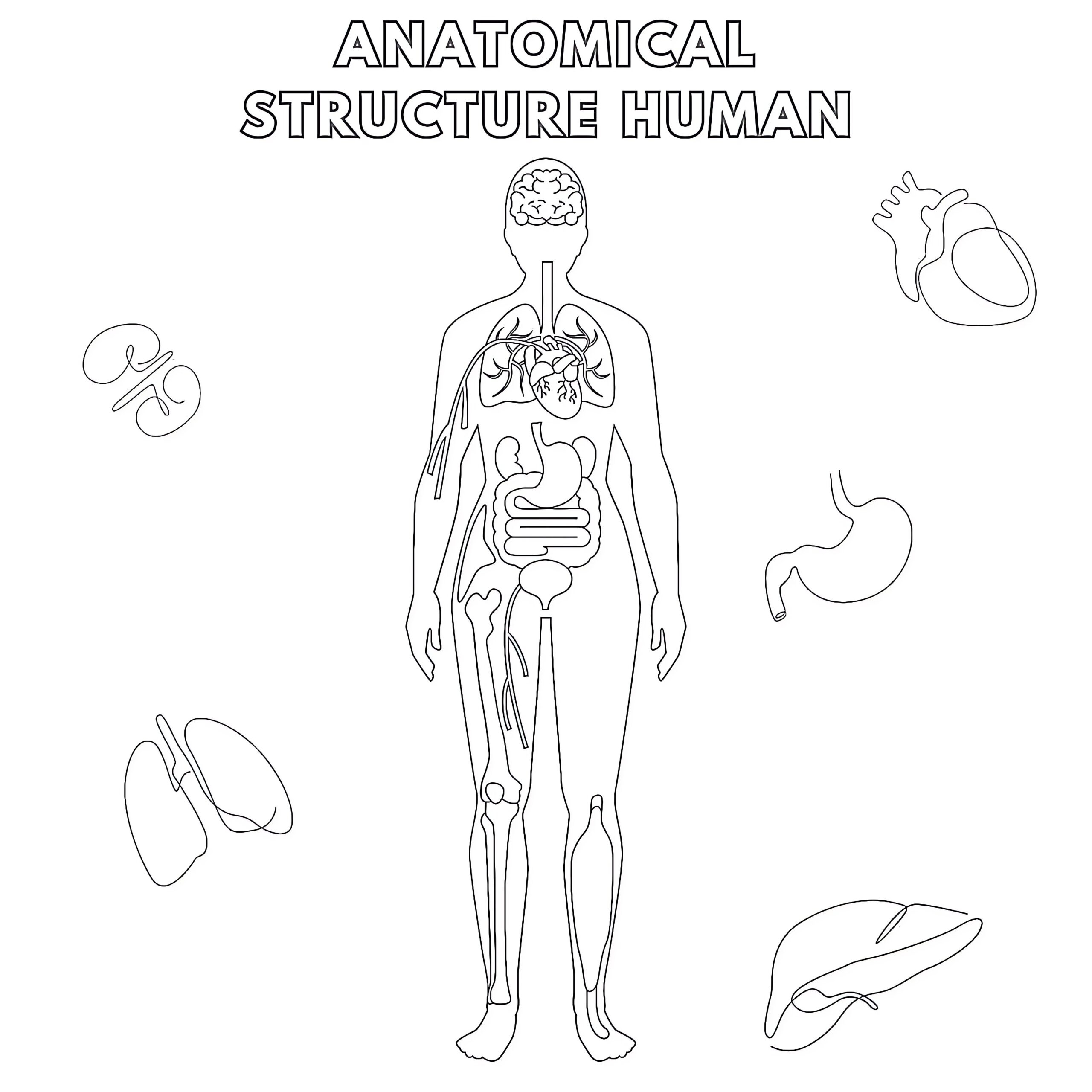 Anatomical Structure Human Coloring Page Coloring Pages Mimi Panda