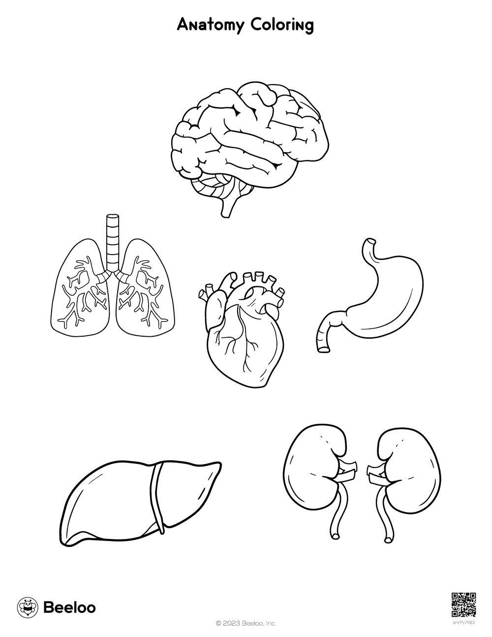 Anatomy Coloring Beeloo Printable Crafts And Activities For Kids