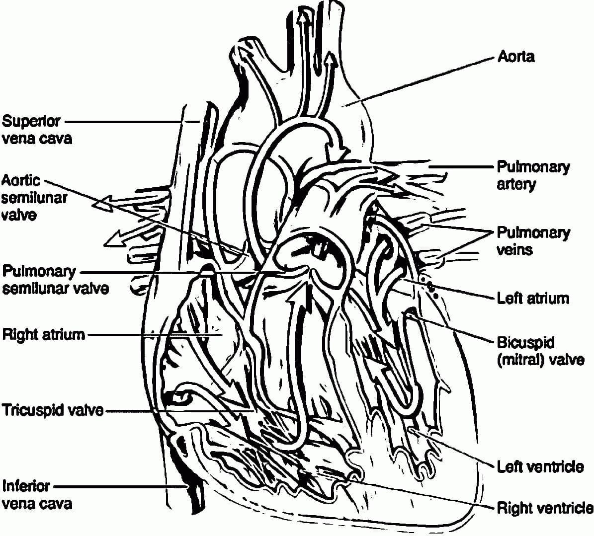 Printable Anatomy Coloring Pages