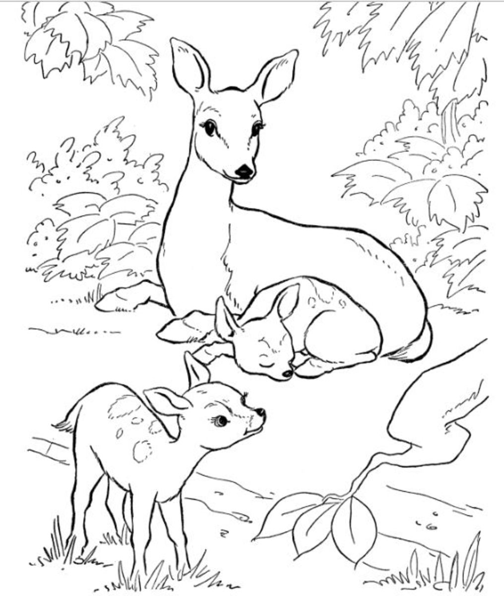 Backyard Animals And Nature Coloring Books Free Coloring Pages Worksheets Library