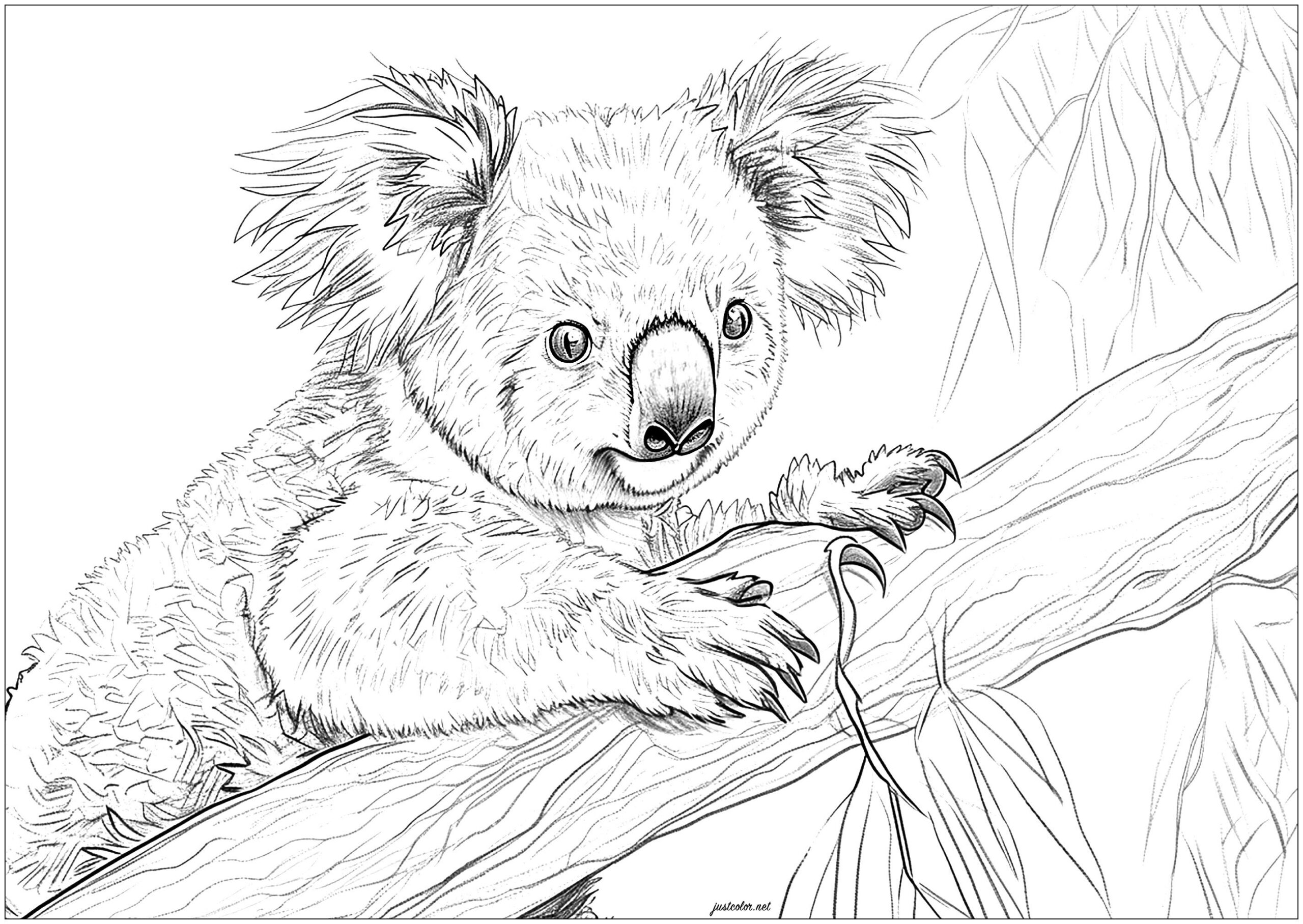 Koala Bear Printable Coloring Pages