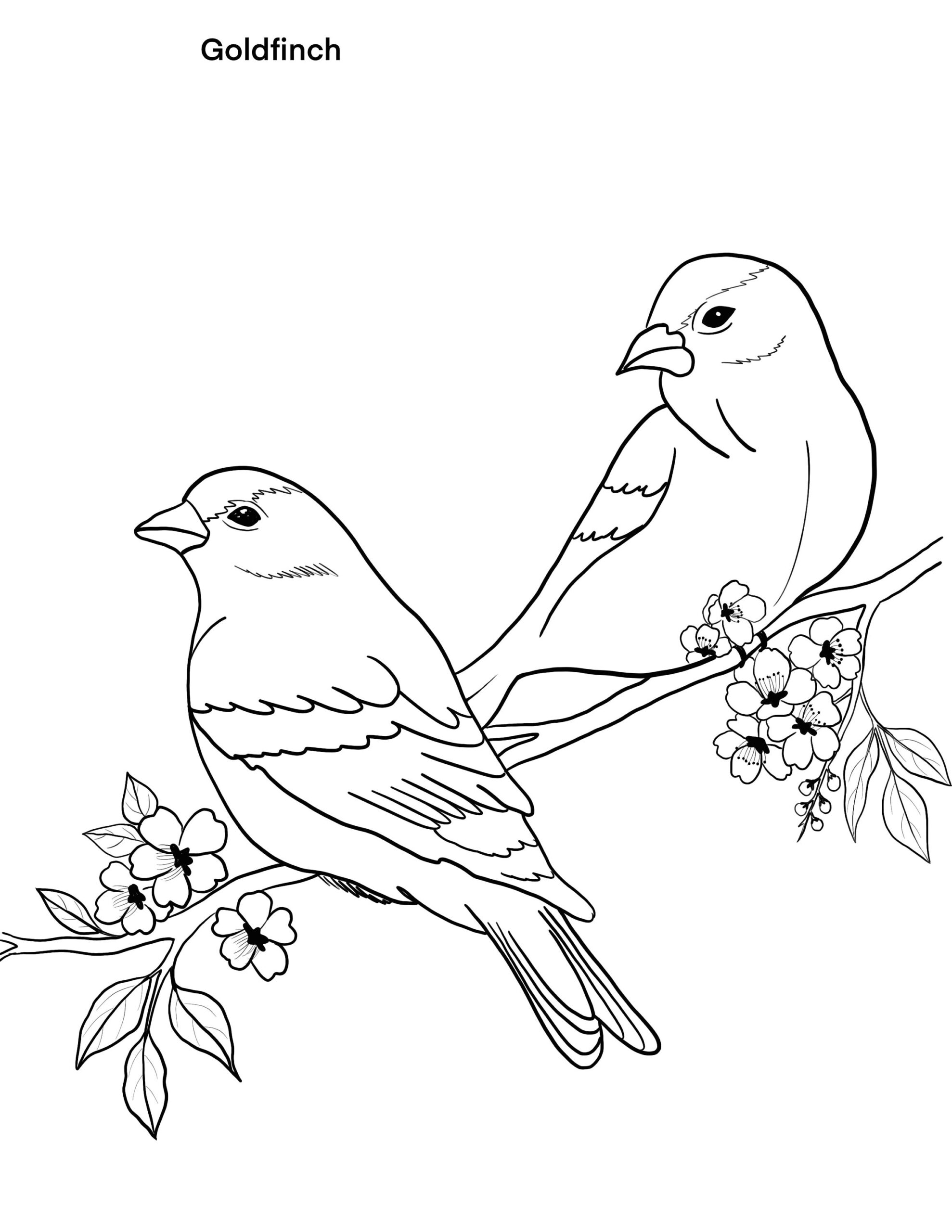 Birds Printable Coloring Sheet Coloring Pages Kids Coloring Pages Kids Summer Activity Birds Pictures Etsy UK