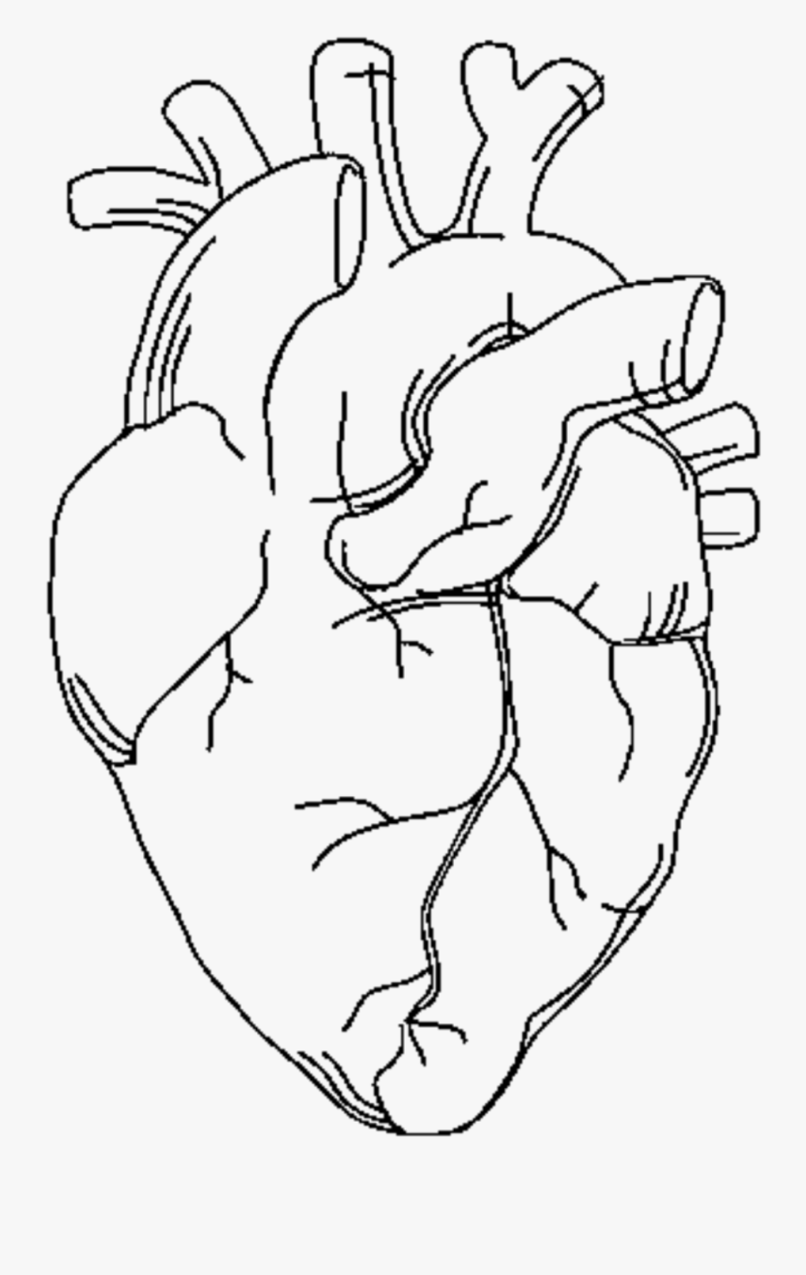 Anatomy Coloring Pages Free