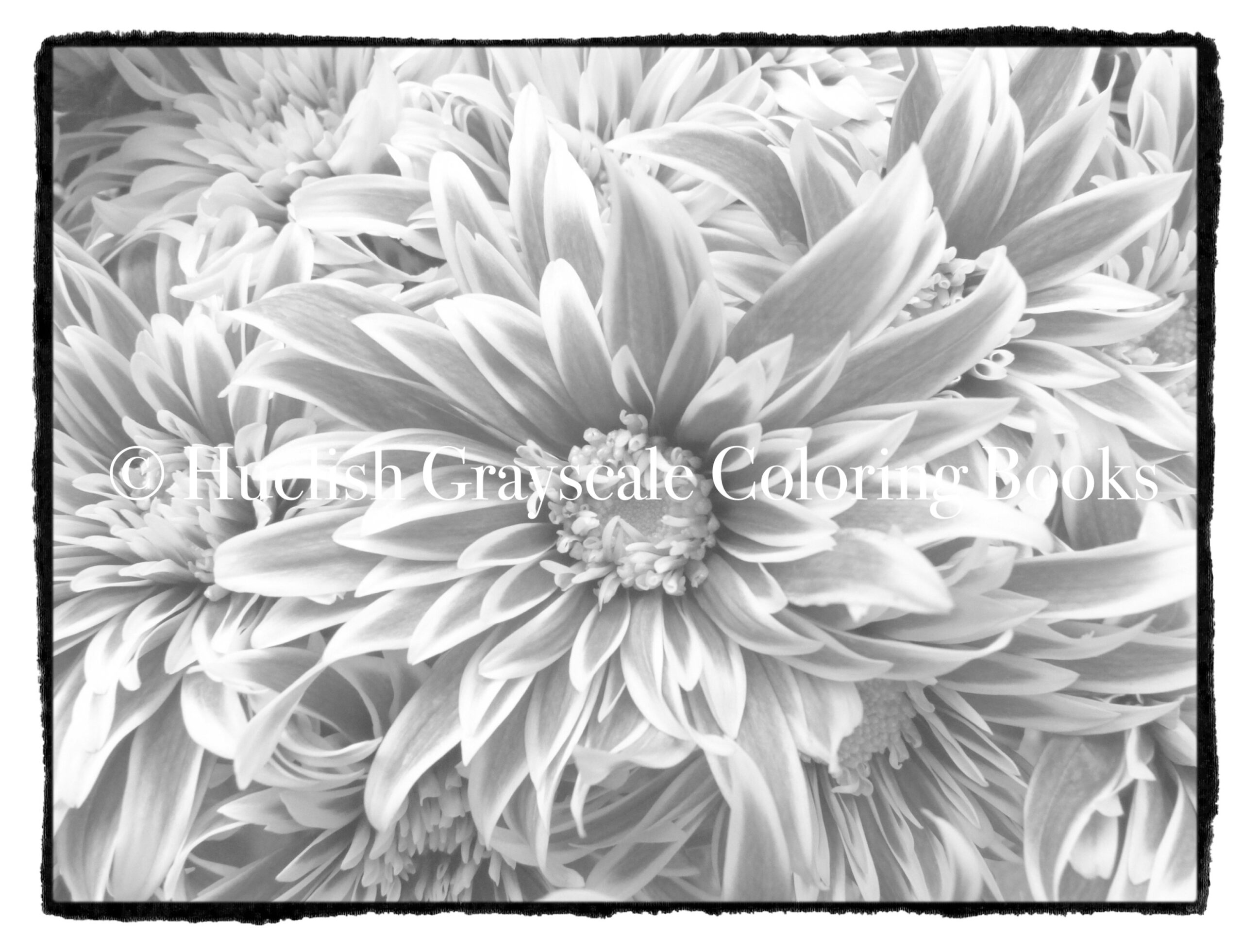 Downloadable Grayscale Coloring Page Chrysanthemums