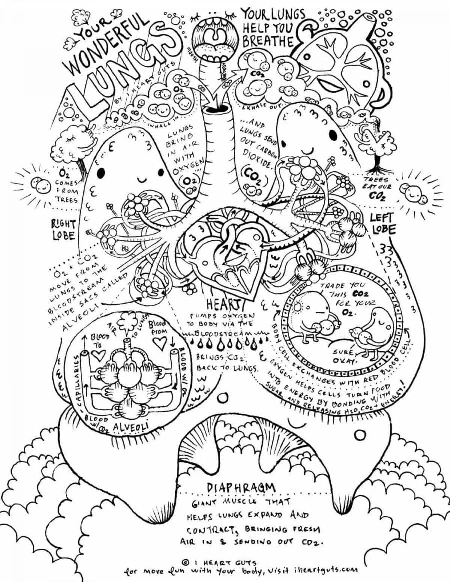 Drawing Of Anatomy Coloring Page Download Print Or Color Online For Free