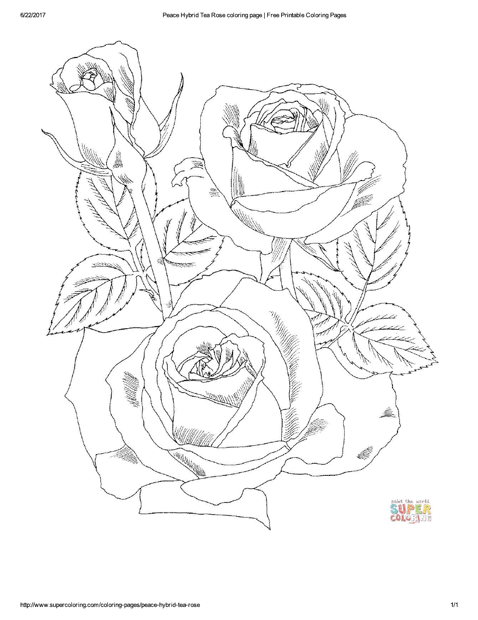 Flower Coloring Page Roses Download Printable PDF Templateroller