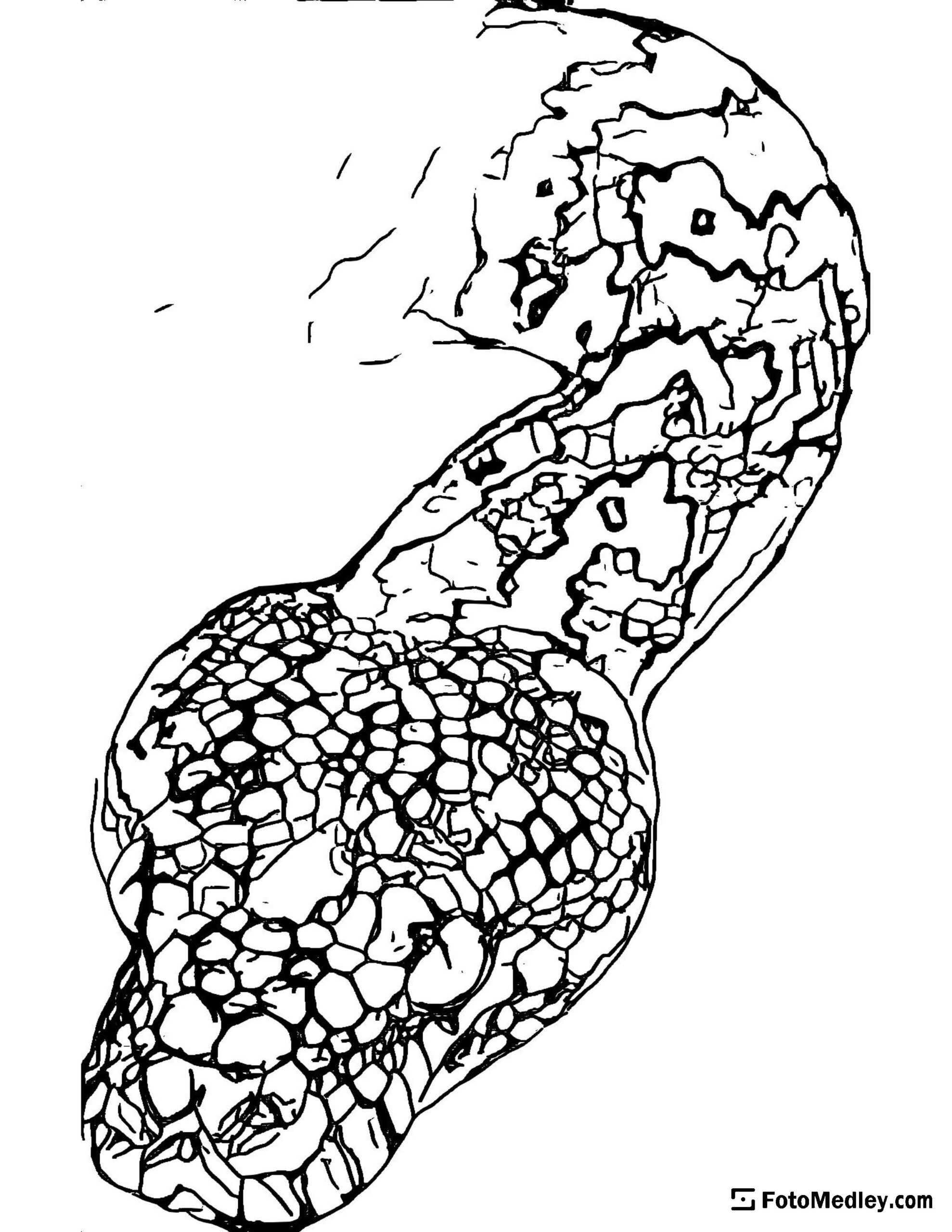 FotoMedley Snake Coloring Page Free Coloring Page