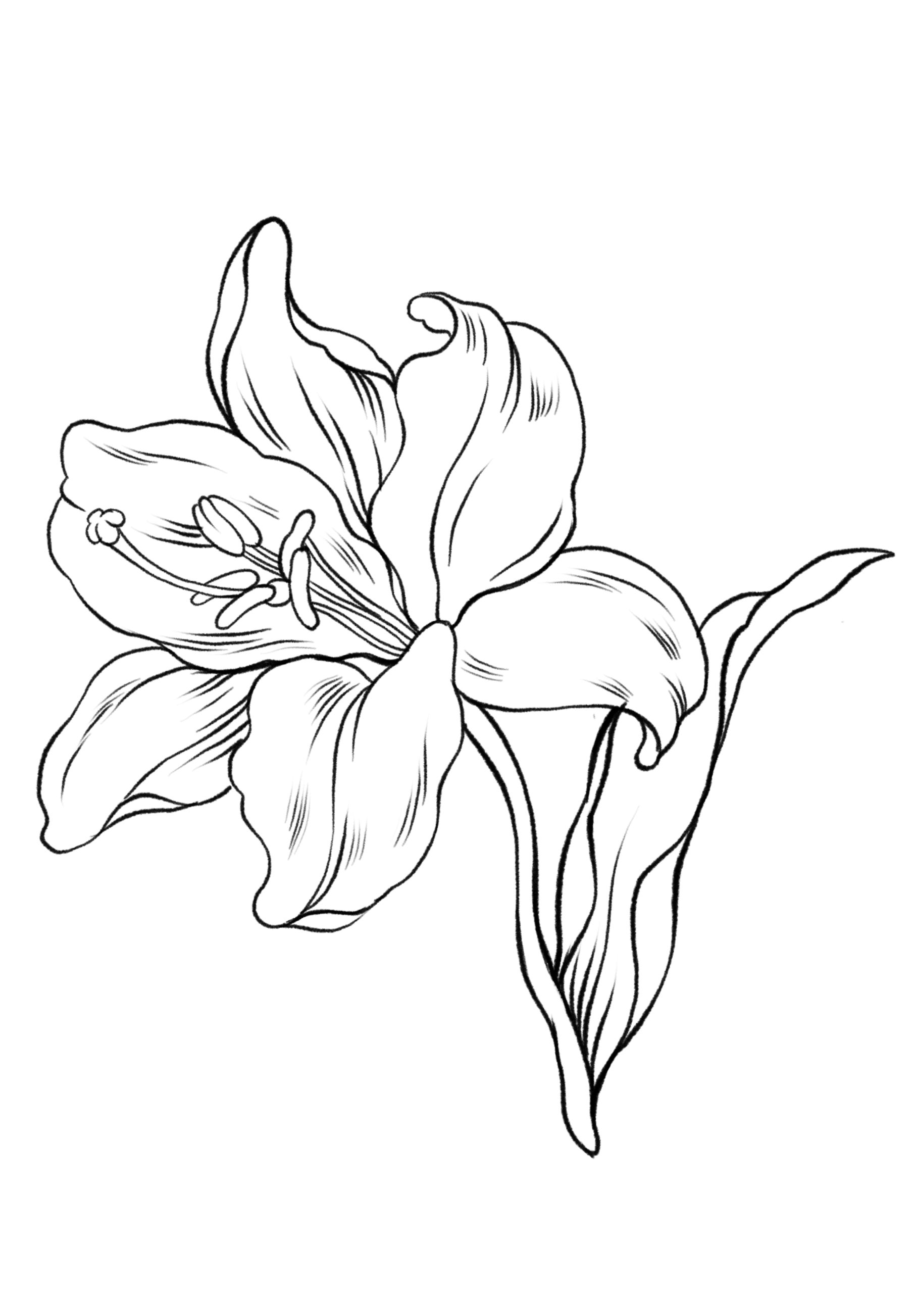 Free Coloring Pages For Procreate Flower Frenzy Edition Procreate courses