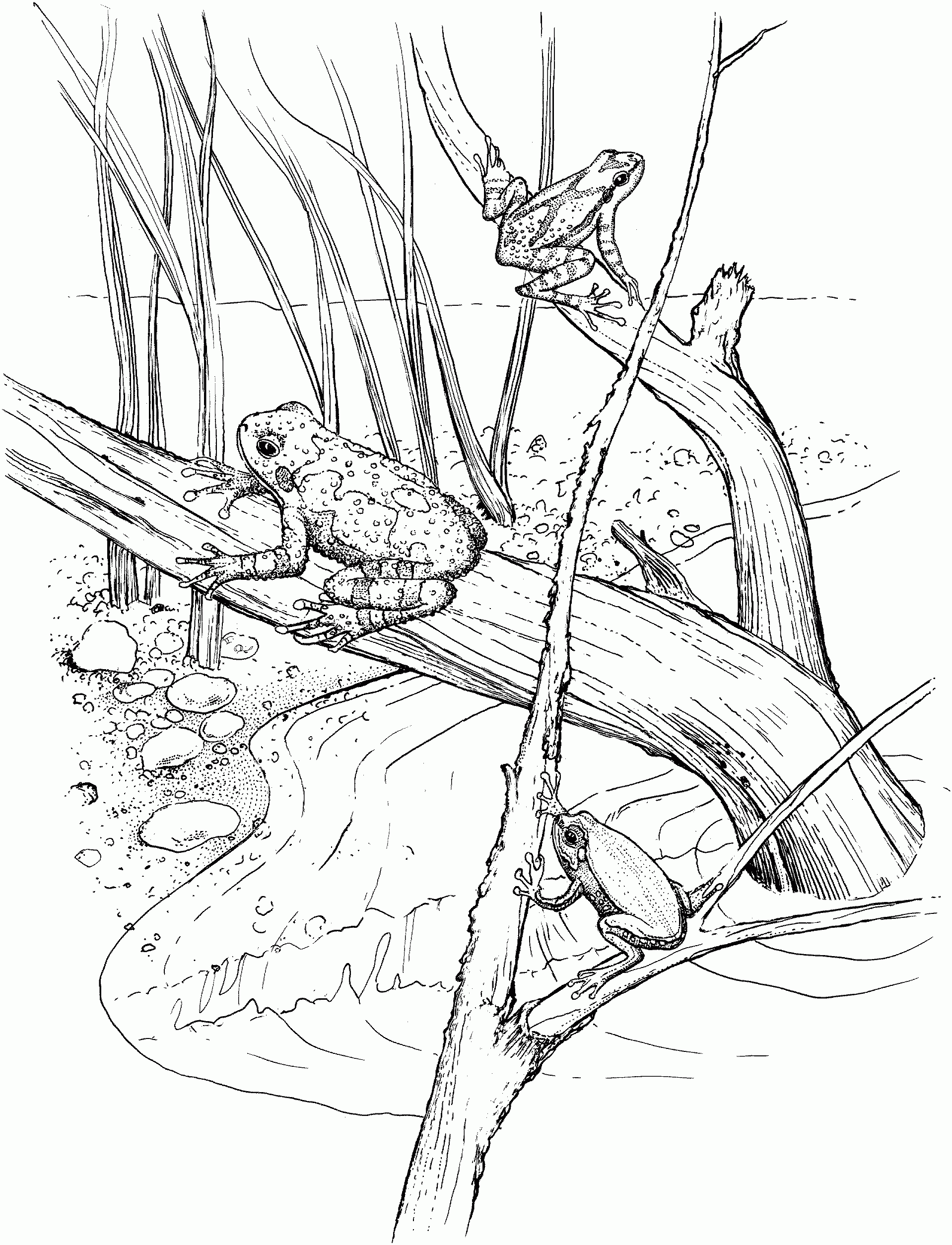 Free Frog Coloring Pages