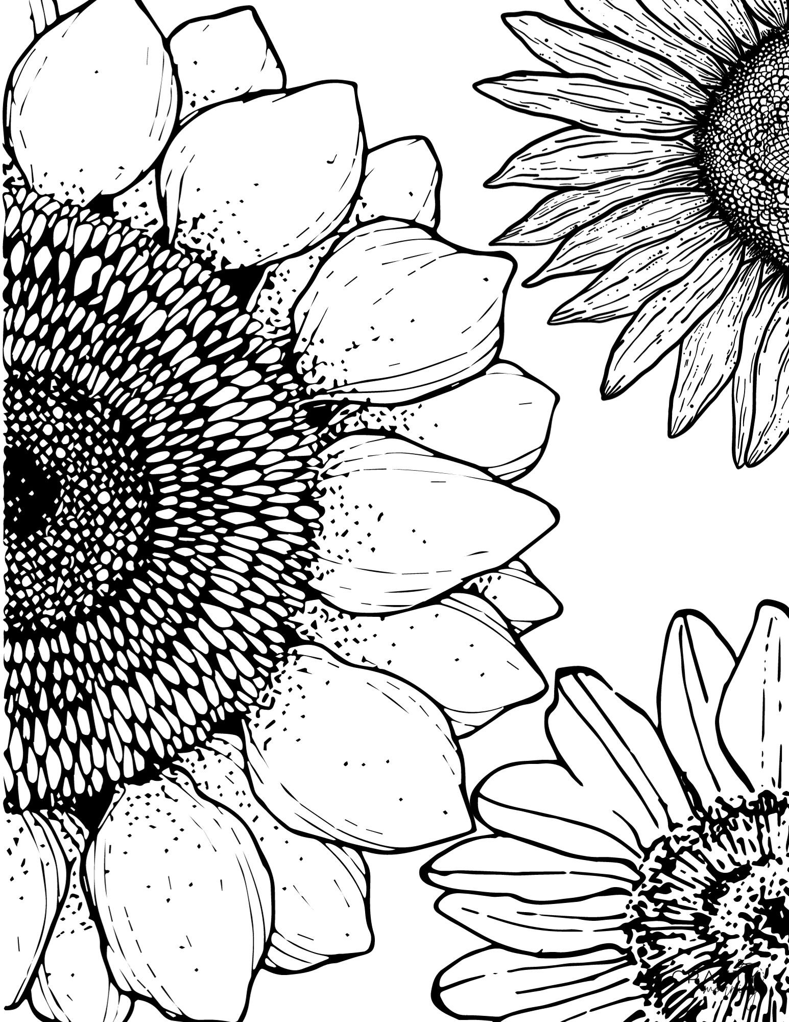 Free Printable Sunflower Coloring Pages Crafty Morning