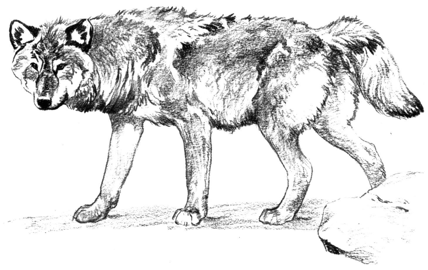 Free Coloring Pages Of Wolves