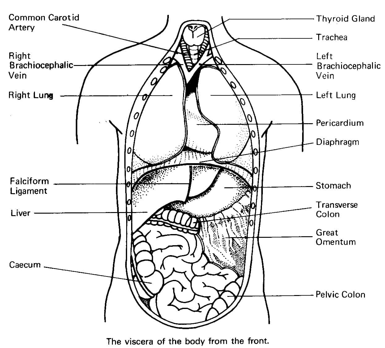 Human Body Anatomy Coloring Page Download Print Or Color Online For Free