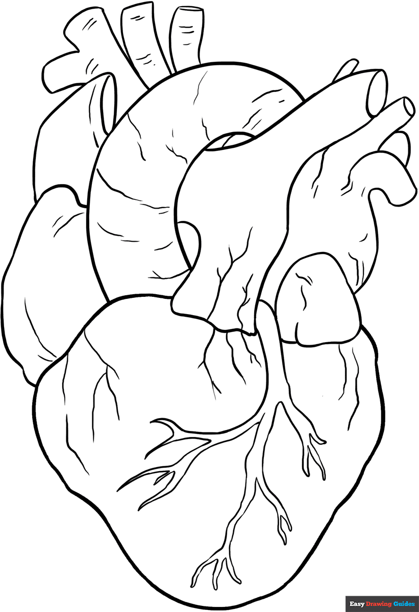 Human Heart Coloring Page Easy Drawing Guides