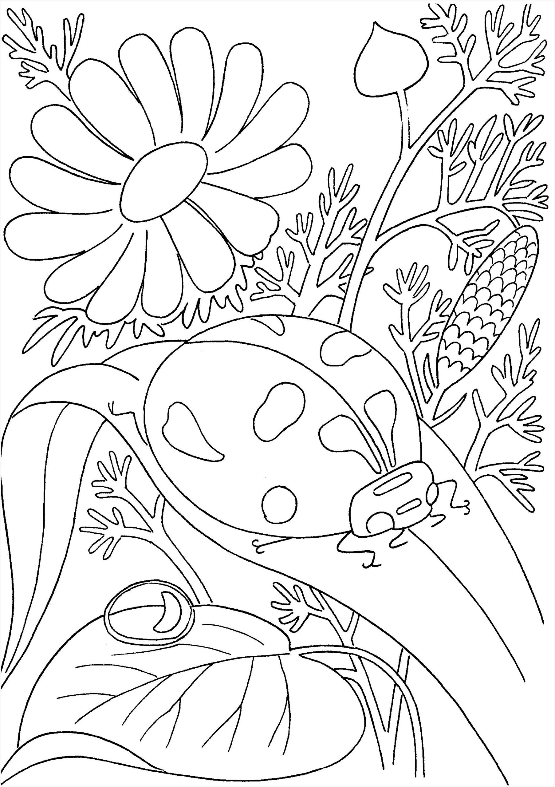 Bugs Coloring Pages Printable