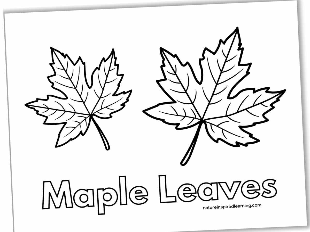 Free Leaf Coloring Pages