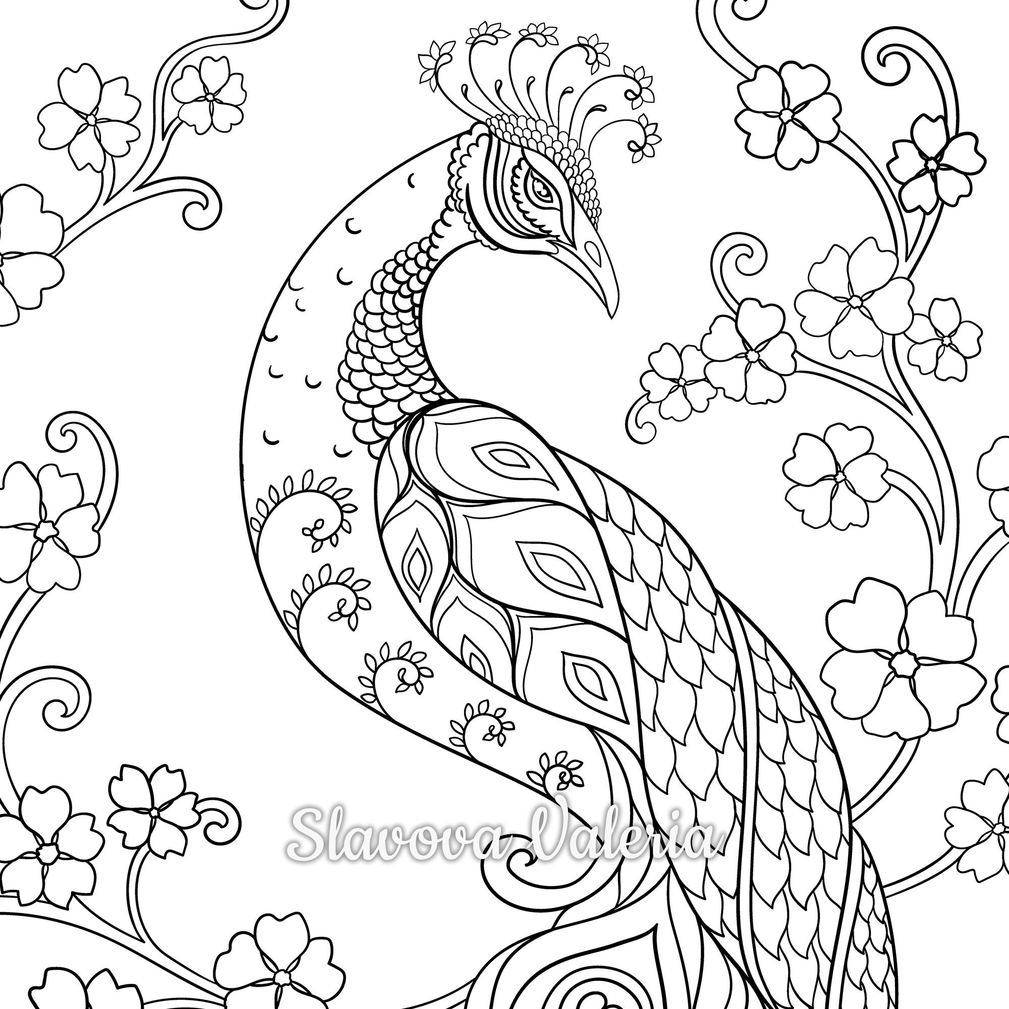Peacock Coloring Page Instant Download PDF Download Printable 