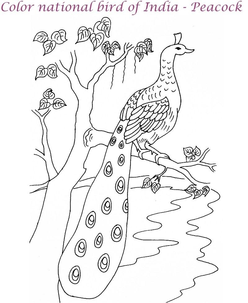 Peacock Printable Coloring Pages