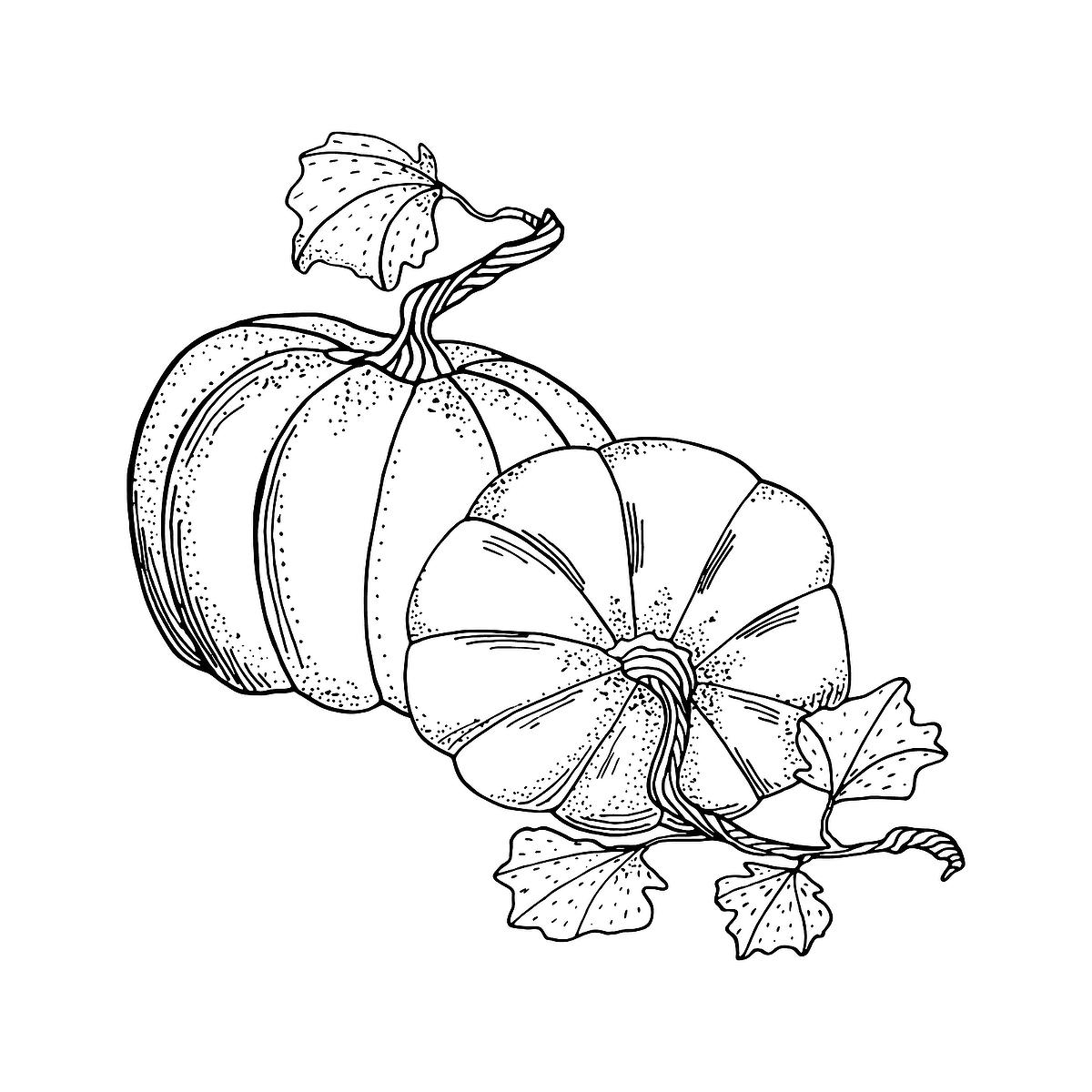Pumpkin Coloring Pages Free