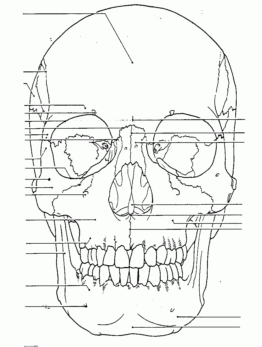 Skull Anatomy Coloring Pages Printable Coloring Pages FREE
