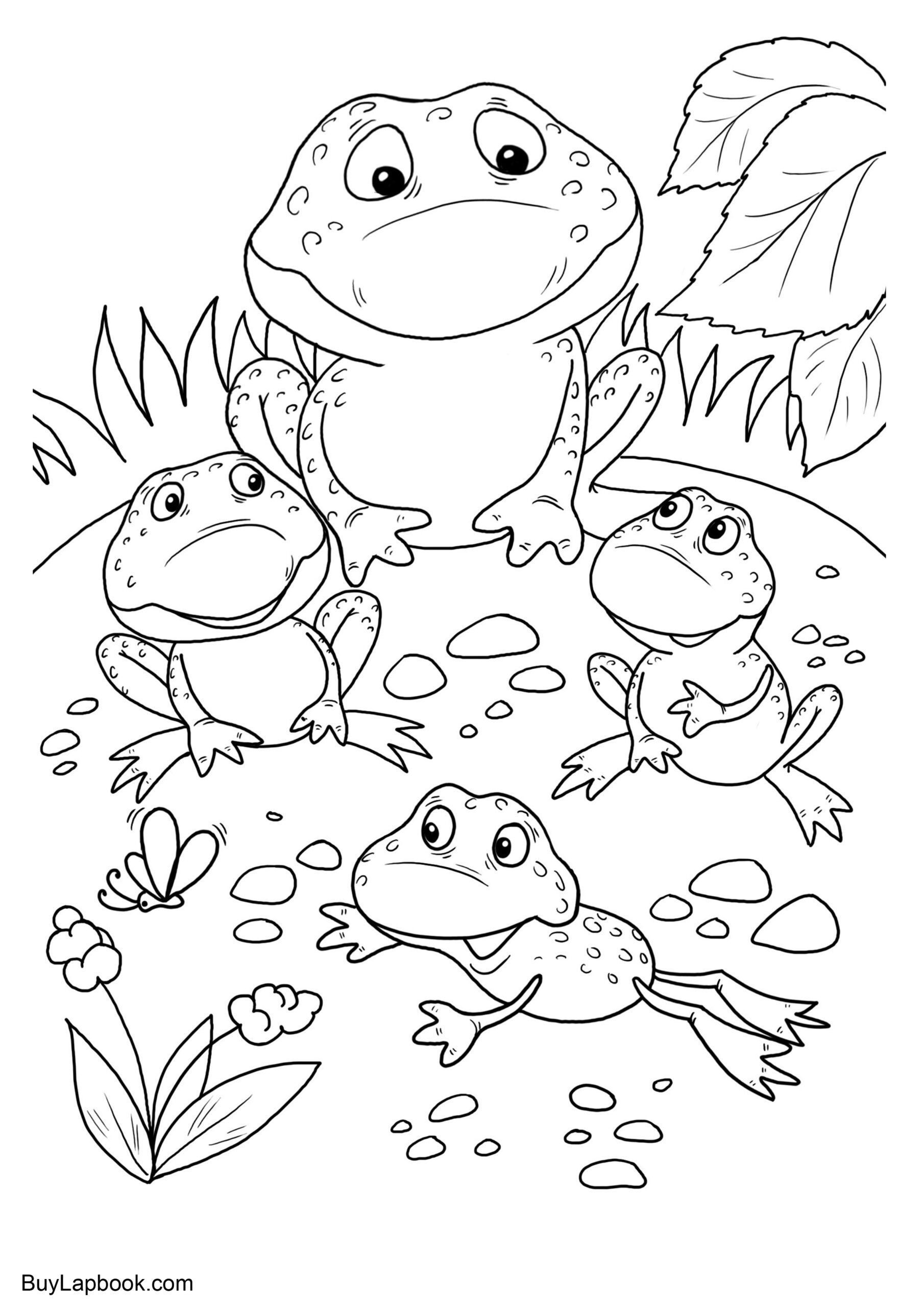 The Life Cycle Of A Frog Free Coloring Pages BuyLapbook