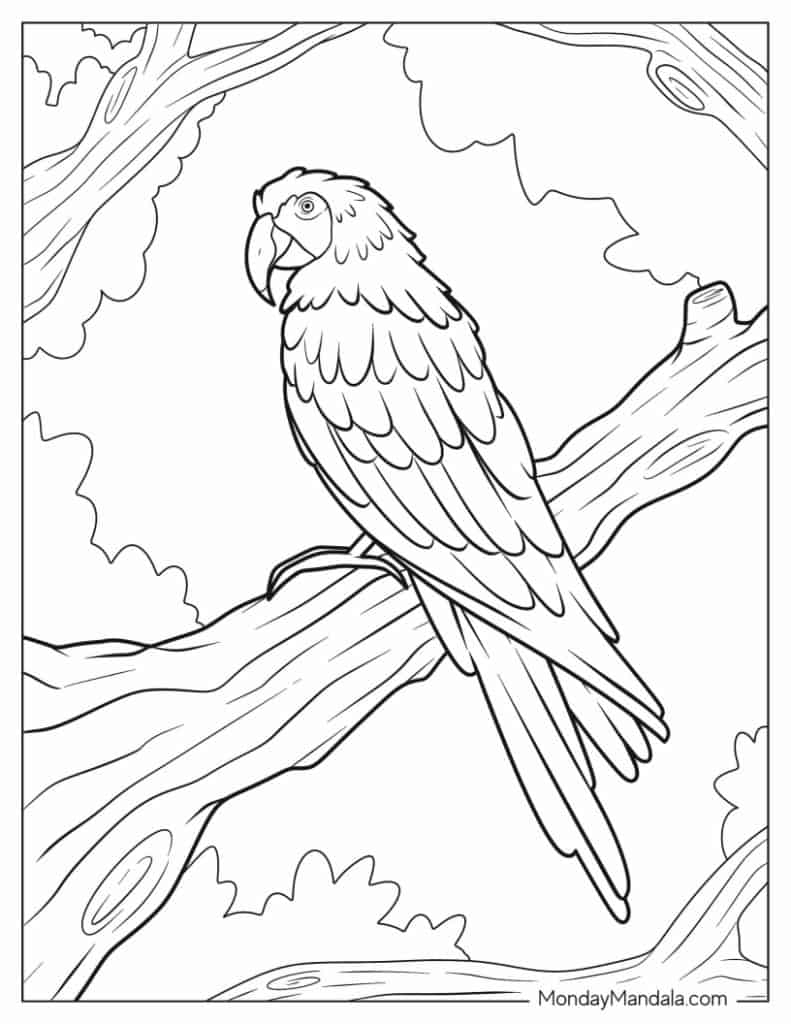 22 Parrot Coloring Pages Free PDF Printables 