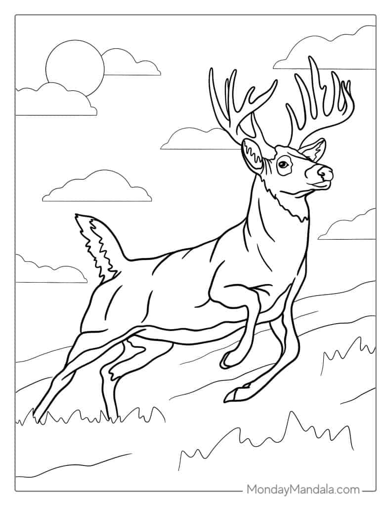 30 Deer Coloring Pages Free PDF Printables 