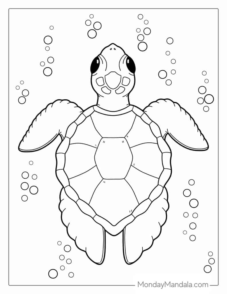 36 Turtle Coloring Pages Free PDF Printables 