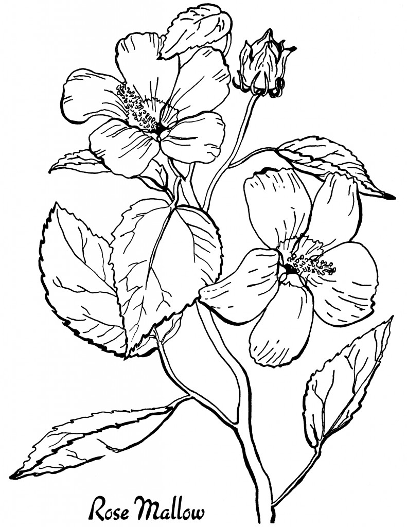 Flower Coloring Pages Printable Free