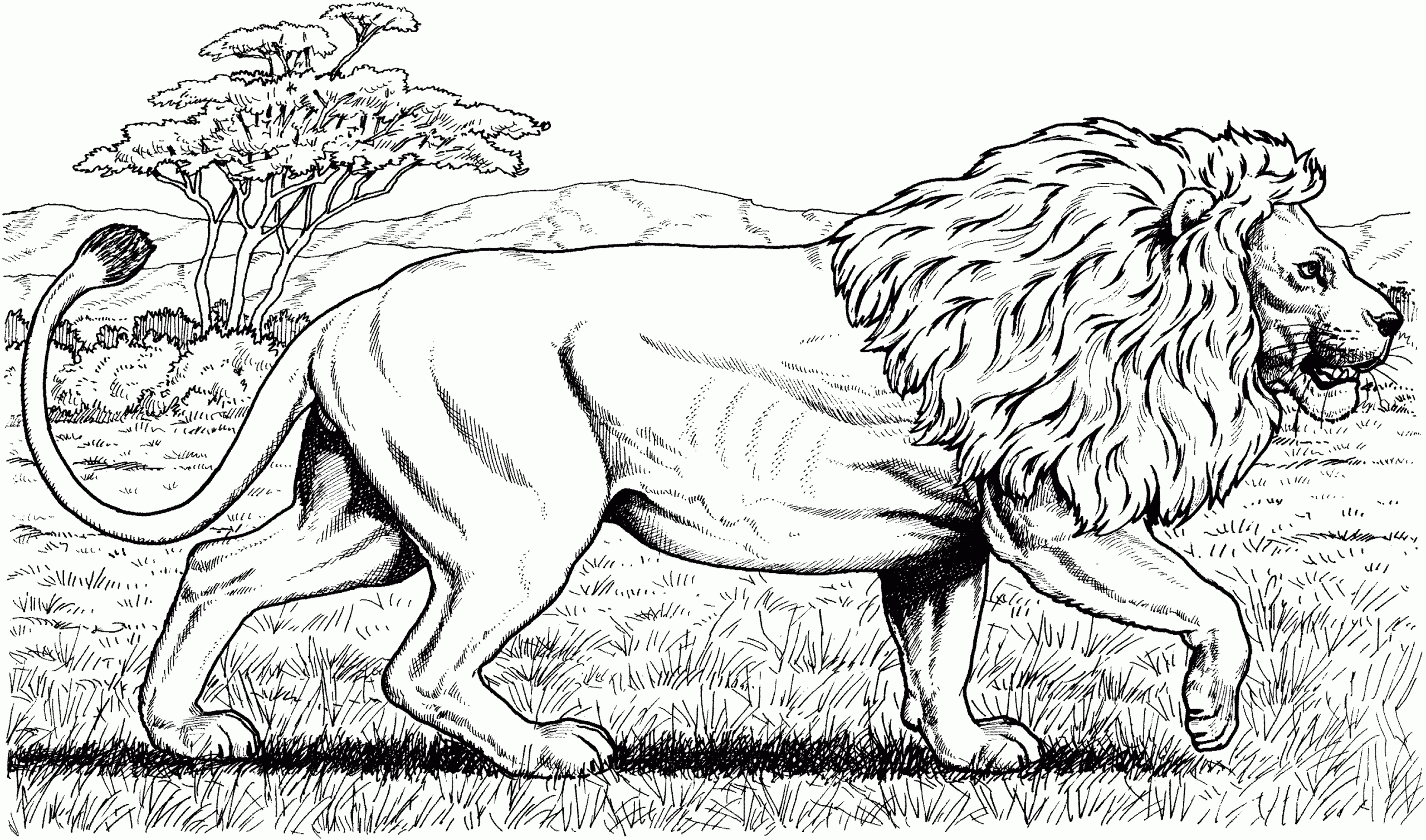 About Lions