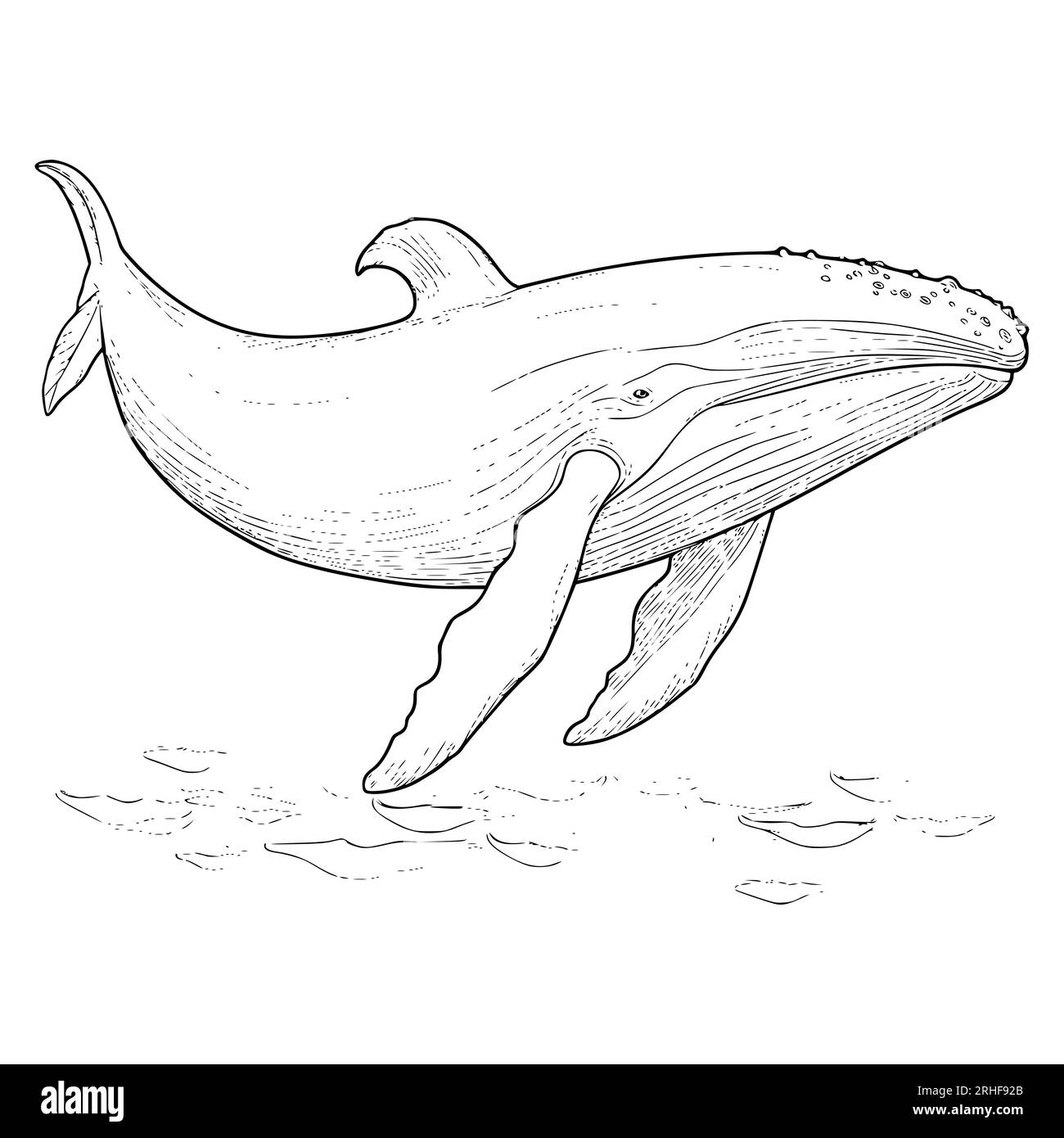 Blue Whale Coloring Hi res Stock Photography And Images Alamy