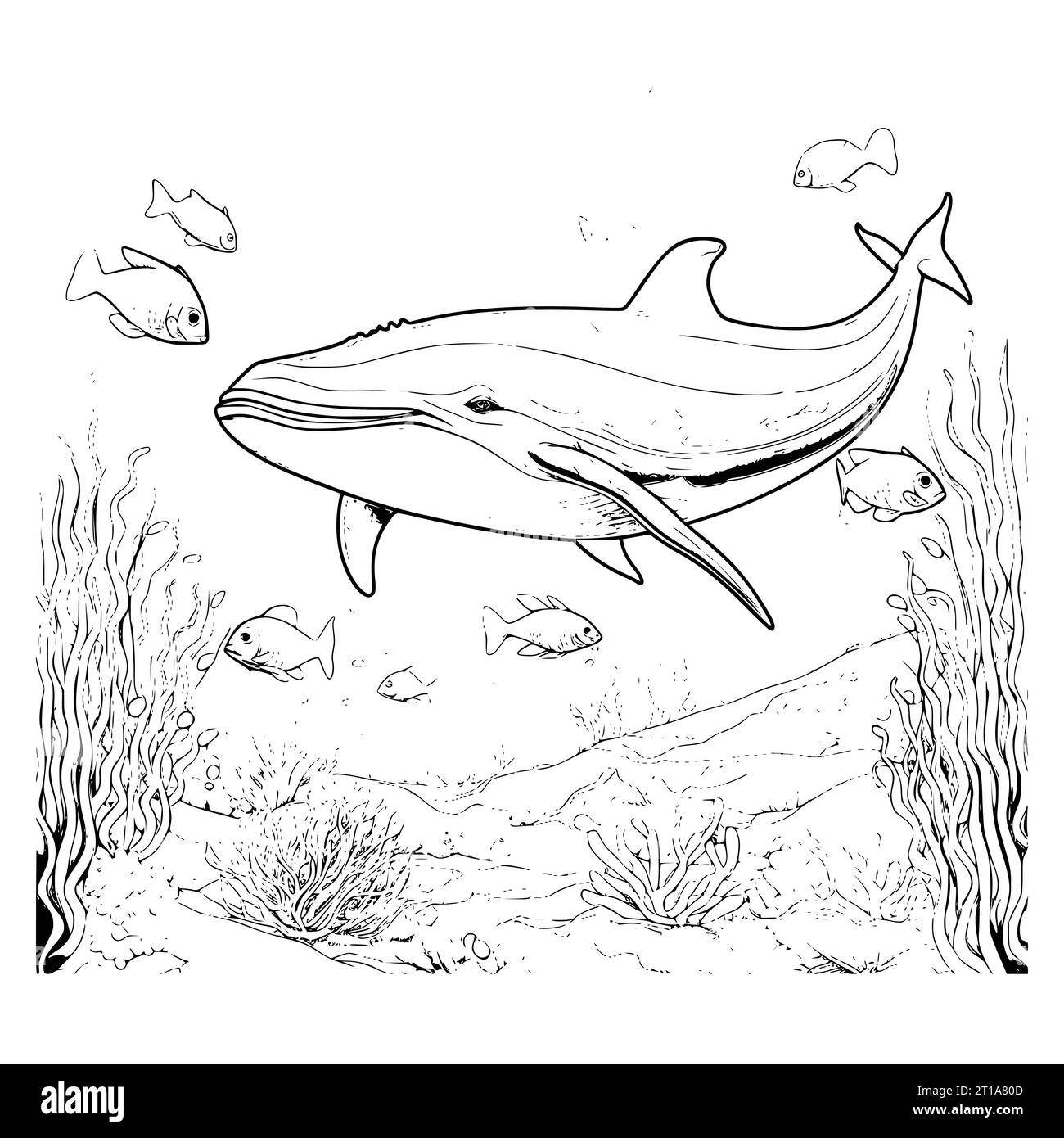 Blue Whale Coloring Sheet Printable Cut Out Stock Images Pictures Alamy