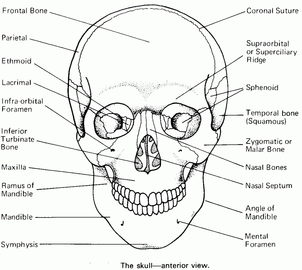 Anatomy Coloring Pages Printable