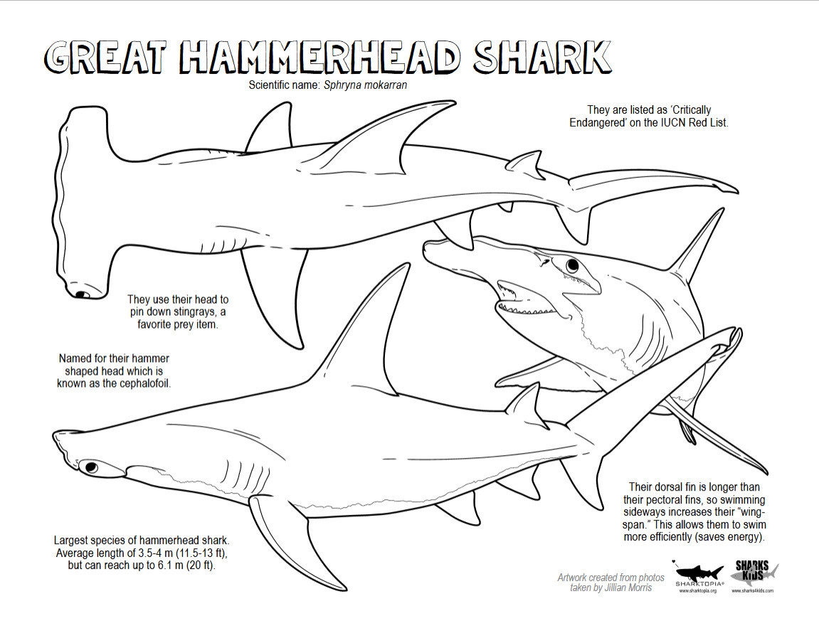 Free Printable Coloring Pages Sharks