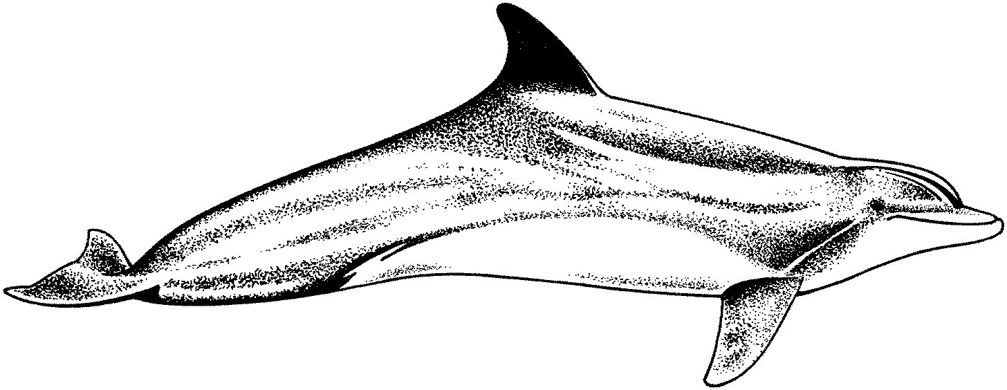 Dolphin Color Pages Free