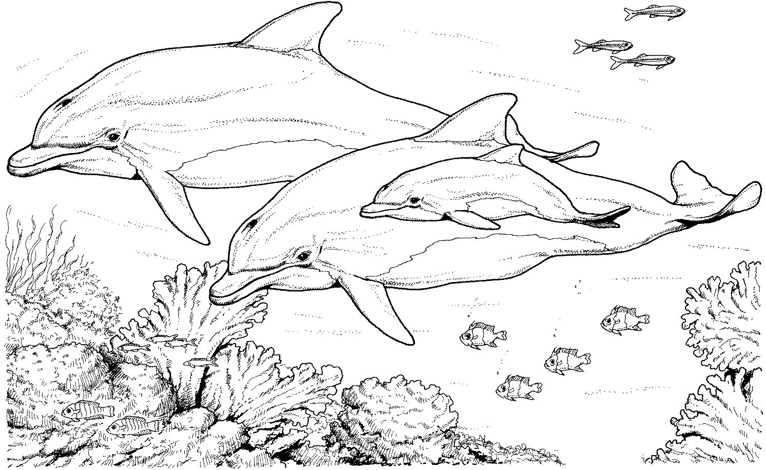 Dolphin Coloring Page Printable