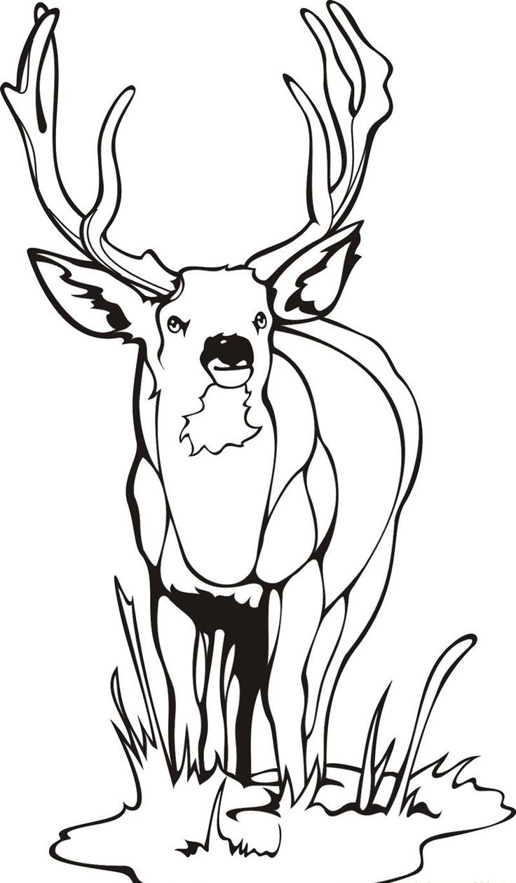 Free Coloring Pages Of Deer