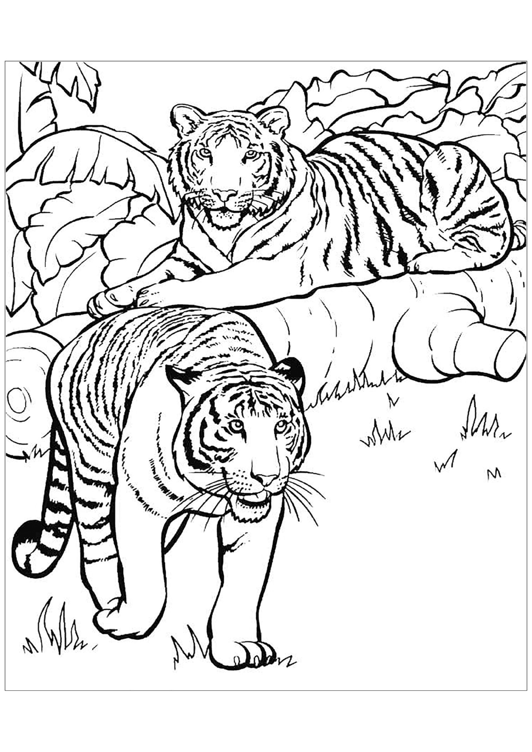 Tiger Printable Coloring Page