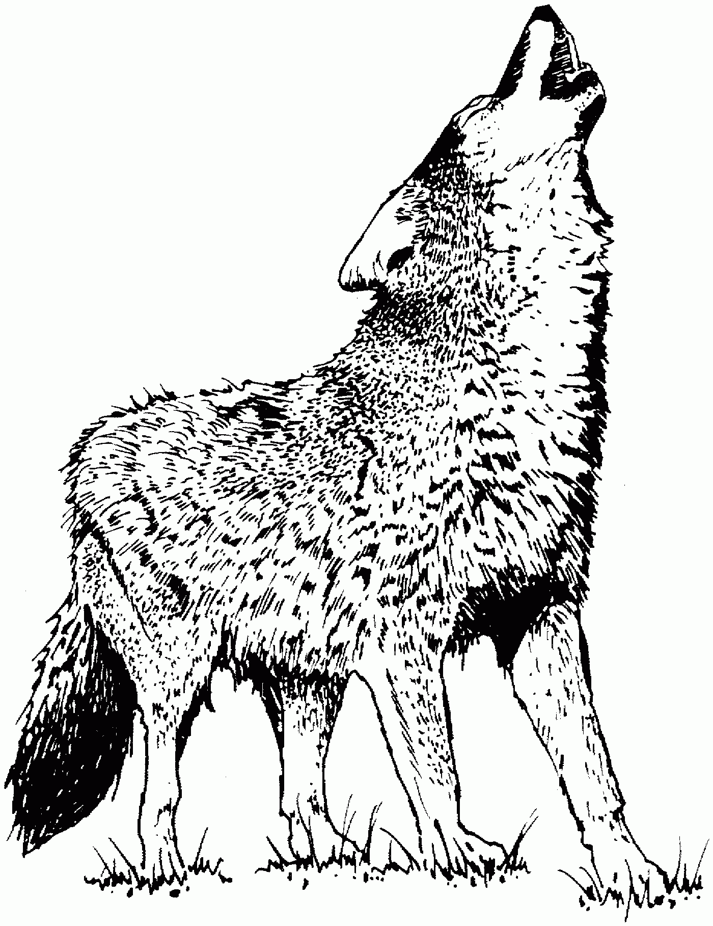 Wolf Free Coloring Pages
