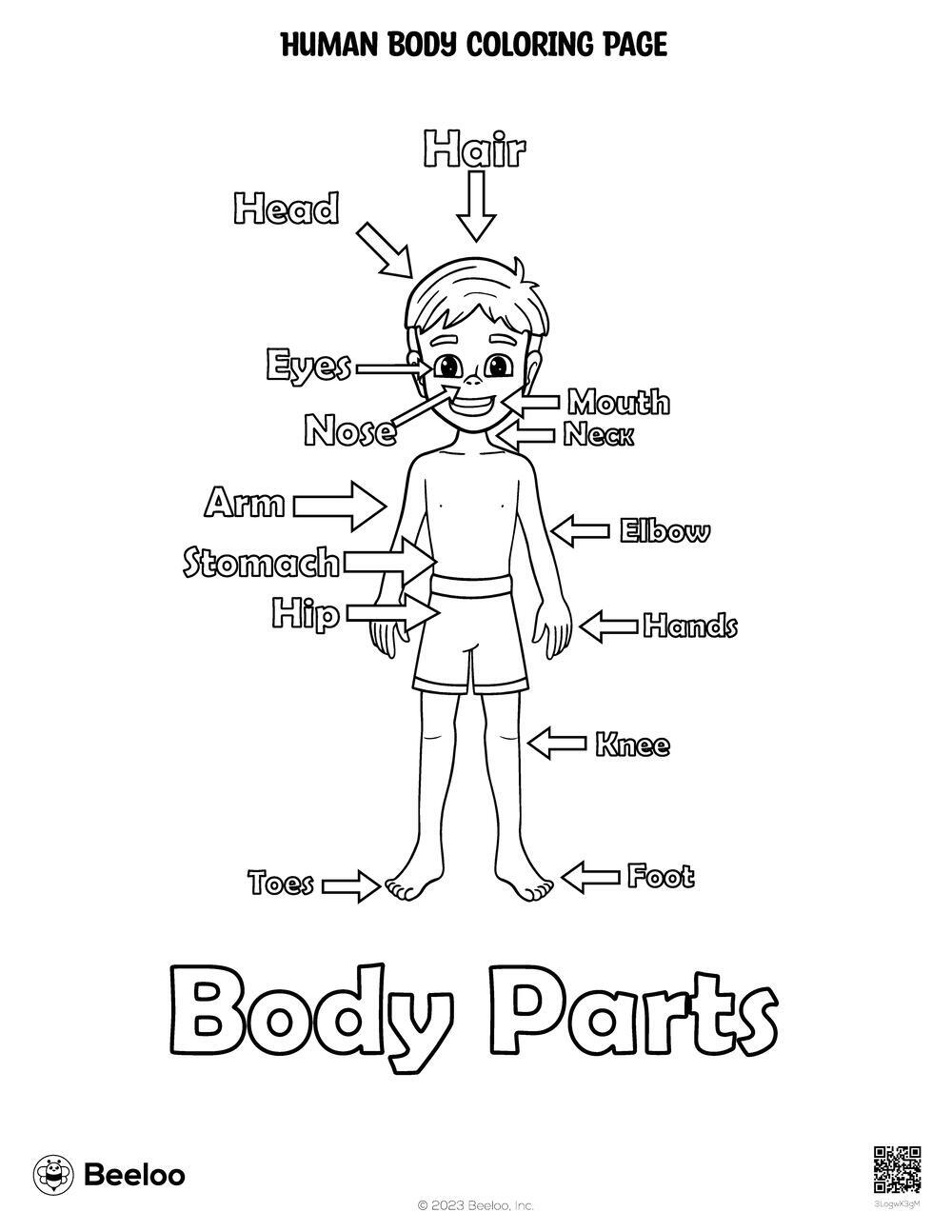 Free Anatomy Coloring Pages