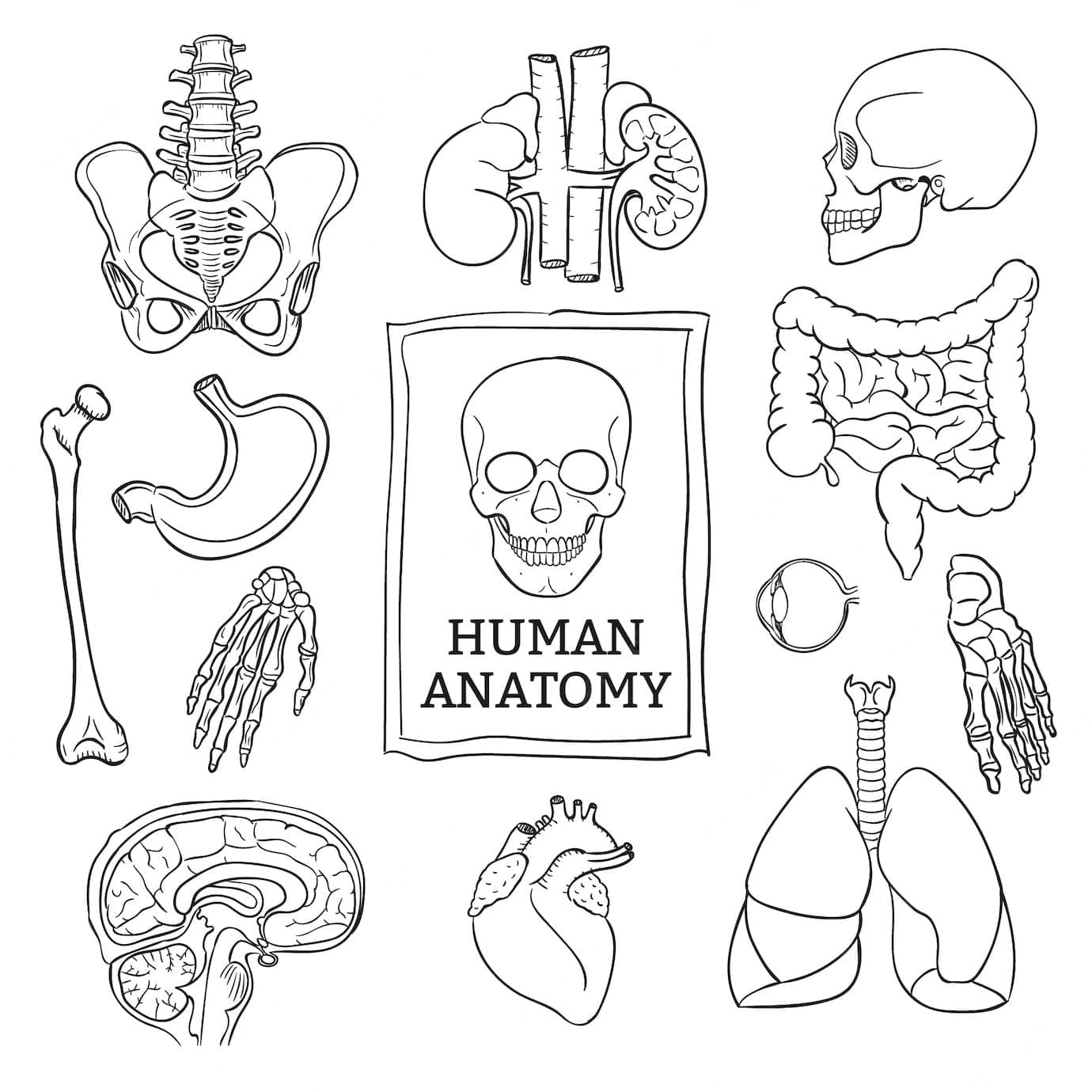 Knee Joint Anatomy Coloring Page Download Print Or Color Online For Free