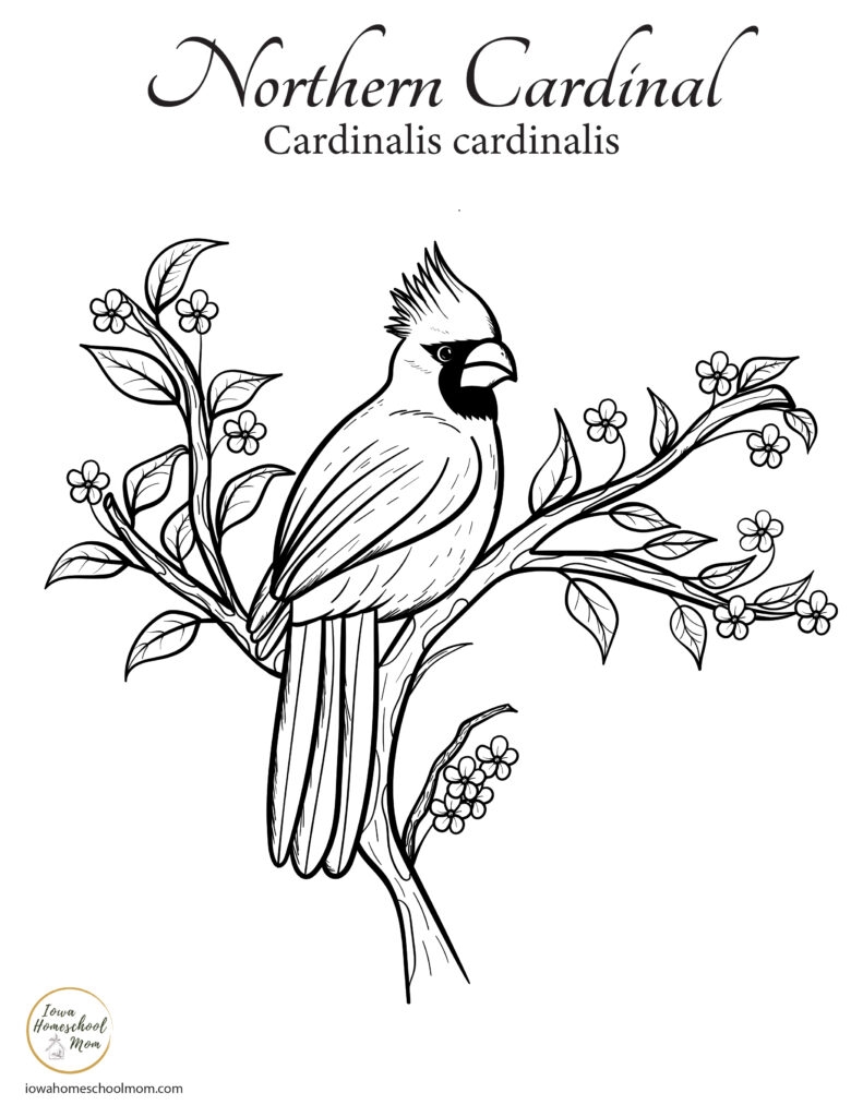 Printable Coloring Pages Of Birds