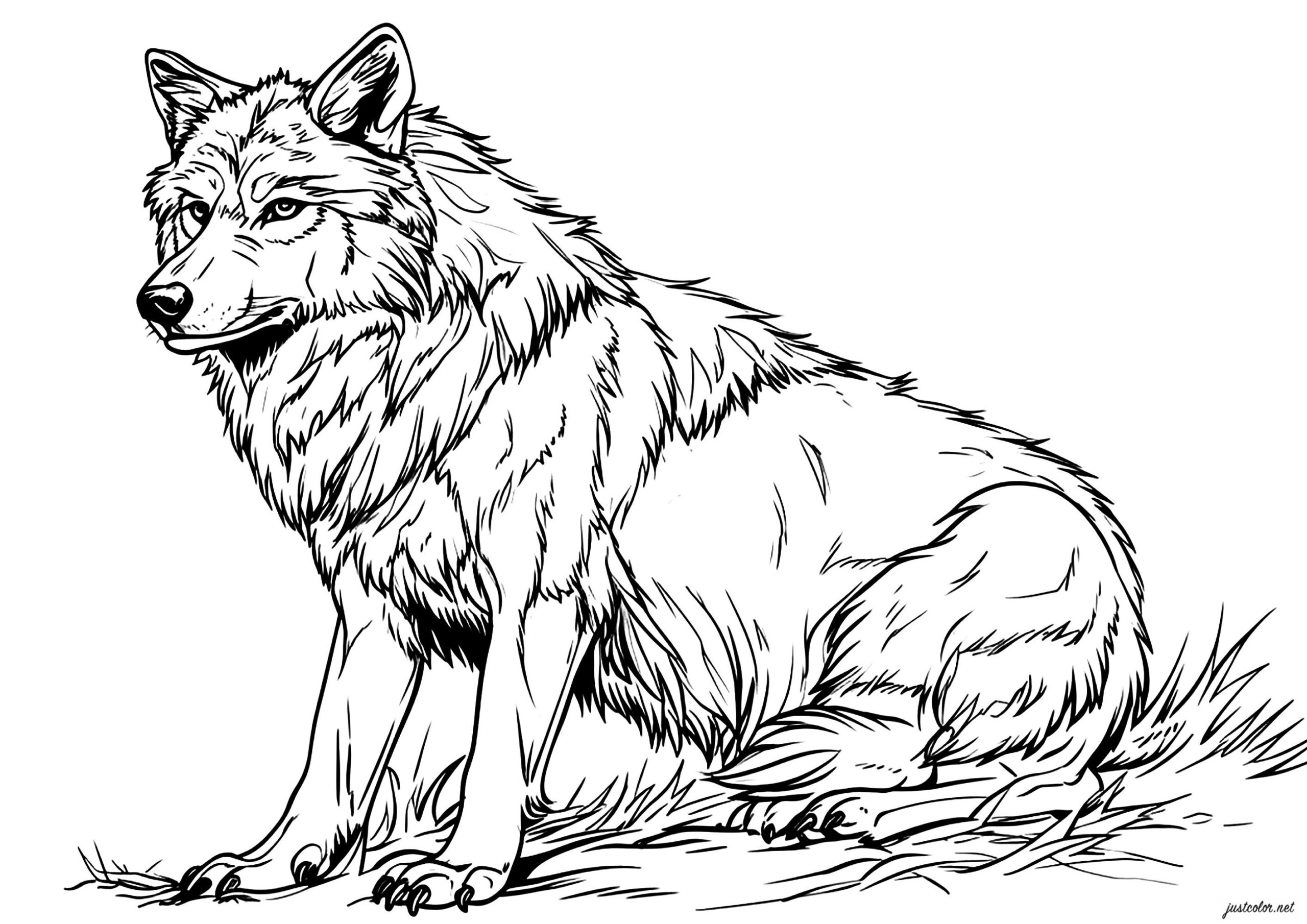 Printable Coloring Pages Wolves